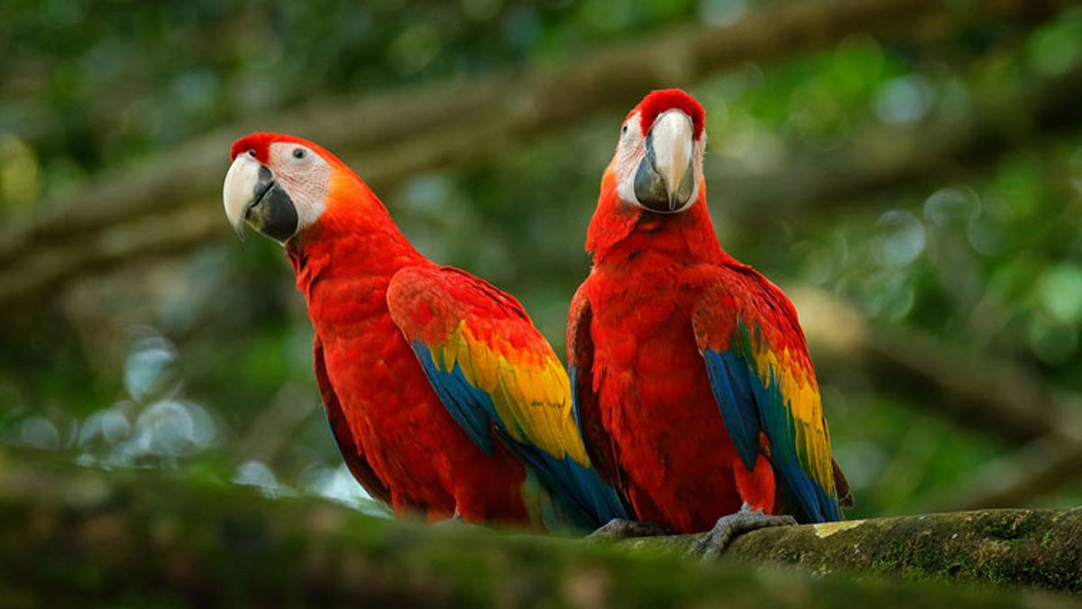 আমি হব সকাল বেলার পাখি